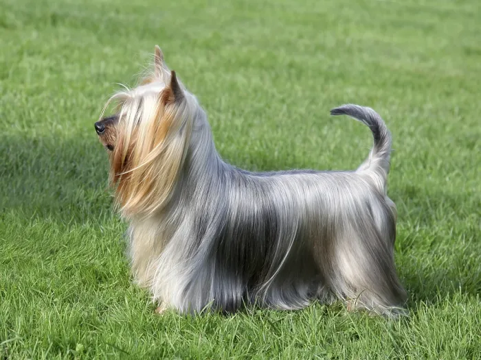 Framed Print : Typical Australian Silky Terrier in the spring garden