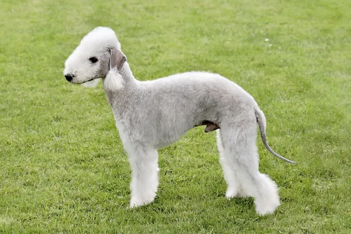 Framed Print : Typical Bedlington Terrier in the spring garden Framed Print : Typical Bedlington Terrier in the spring garden