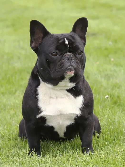 Framed Print : Typical Black French Bulldog on a green grass lawn