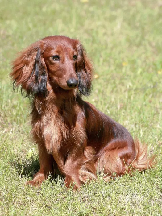 Framed Print : Typical Dachshund Standard Long-haired Red dog