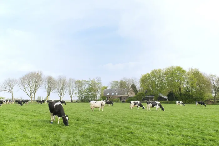 Framed Print : Typical Dutch cows in landscape with farm house