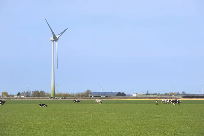 Framed Print : Typical Dutch landscape with cows and wind turbines
