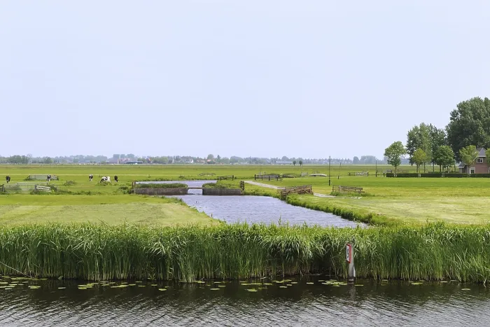 Framed Print : Typical Dutch landscape with pastures cows and water Framed Print : Typical Dutch landscape with pastures cows and water