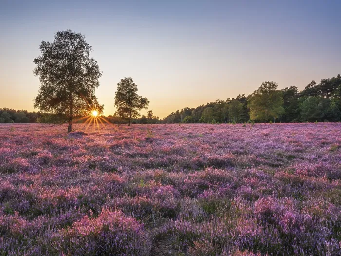 Framed Print : Typical heath landscape with flowering heather and birch trees at sunset