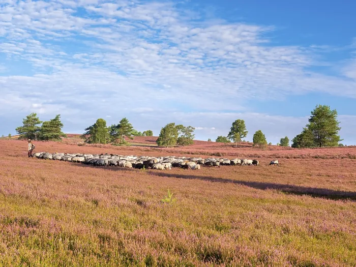 Framed Print : Typical heathland on Brunsberg with blooming heather and flock of sheep with shepherds Framed Print : Typical heathland on Brunsberg with blooming heather and flock of sheep with shepherds