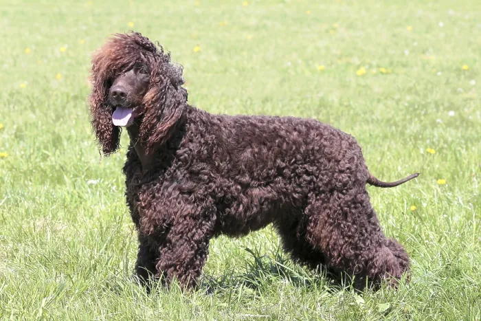 Framed Print : Typical Irish Water Spaniel in the spring garden