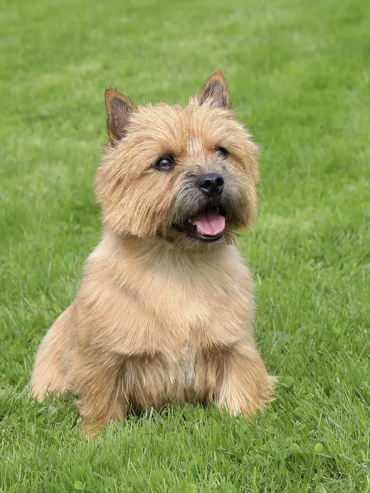 Framed Print : The typical Norwich Terrier on a green grass lawn Framed Print : The typical Norwich Terrier on a green grass lawn