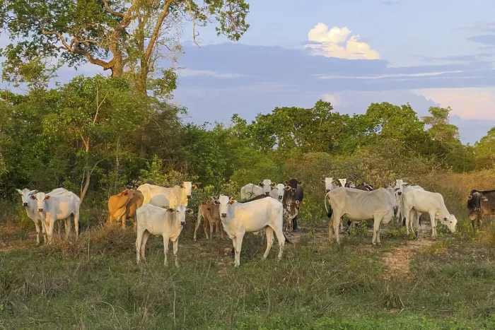 Framed Print : Typical Pantanal cattle standing in a green field