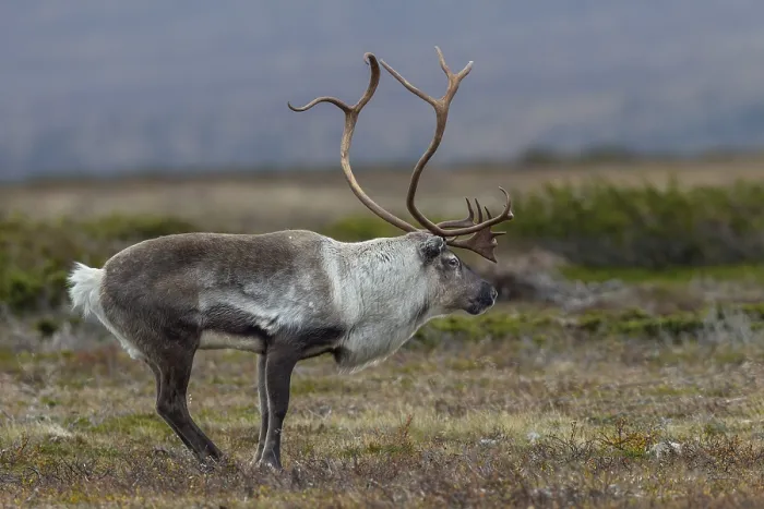 Framed Print : Typical posture of a reindeer bull (Rangifer tarandus) shortly in front of it makes its rutting call Framed Print : Typical posture of a reindeer bull (Rangifer tarandus) shortly in front of it makes its rutting call