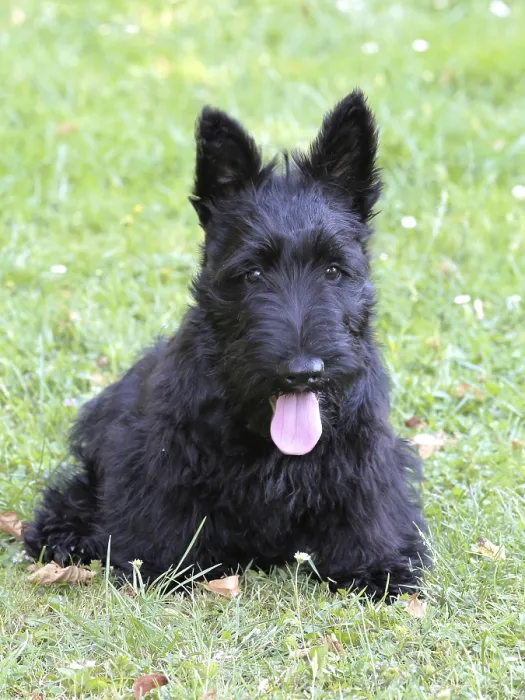 Framed Print : Typical Scottish Terrier on a green grass lawn