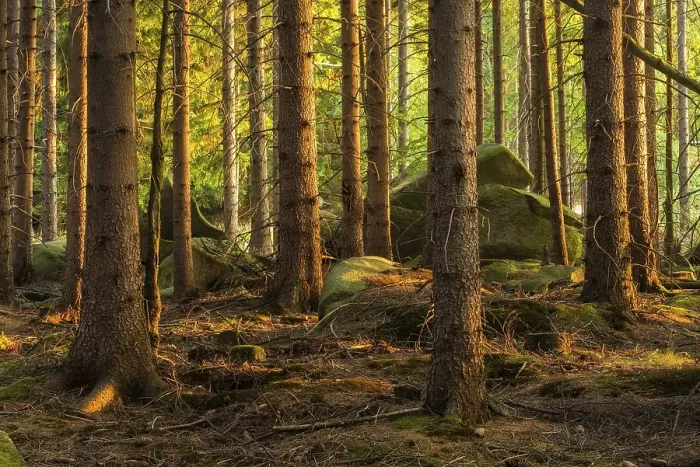 Framed Print : Typical spruce forest with large boulders in the last evening light Framed Print : Typical spruce forest with large boulders in the last evening light