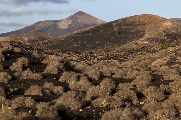 Framed Print : Typical vineyards in dry cultivation in volcanic ash