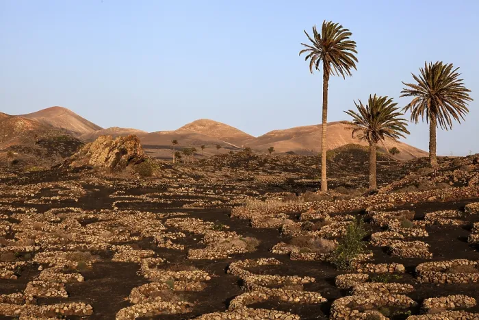 Framed Print : Typical vineyards in dry cultivation in volcanic ash