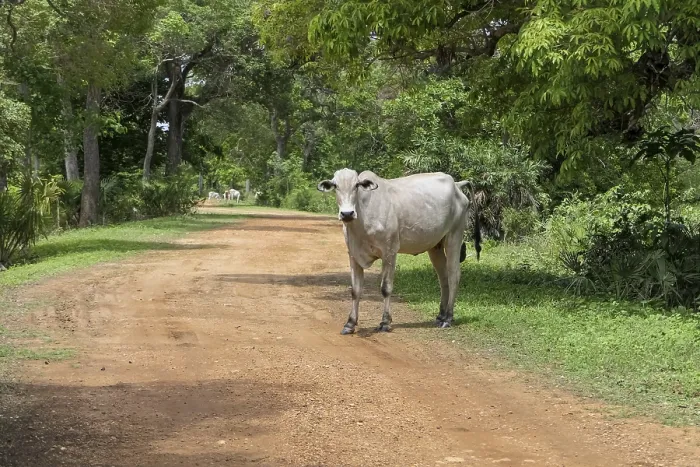 Framed Print : Typical white Pantanal cow standing a dirt road