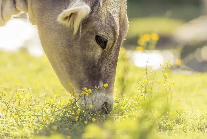 Framed Print : Tyrolean Brown Cattle, calf grazing