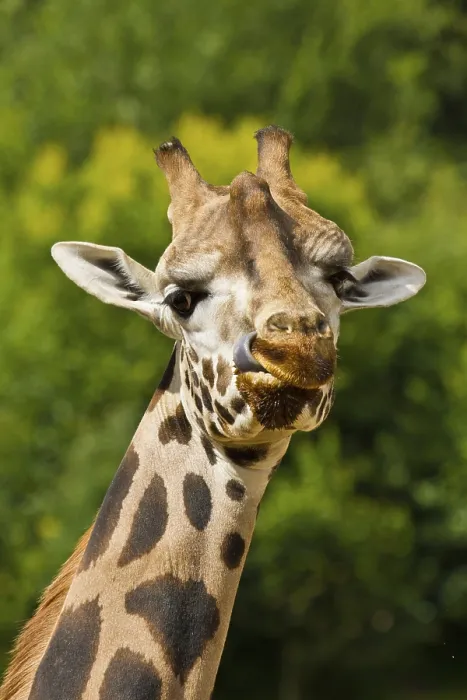 Framed Print : Uganda giraffe or rothschild's giraffe (Giraffa camelopardalis rothschildi)