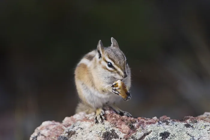 Framed Print : Uinta Chipmunk (Tamias umbrinus) Framed Print : Uinta Chipmunk (Tamias umbrinus)