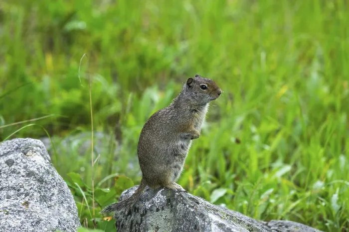 Framed Print : Uinta Ground Squirrel (Spermophilus armatus) Framed Print : Uinta Ground Squirrel (Spermophilus armatus)
