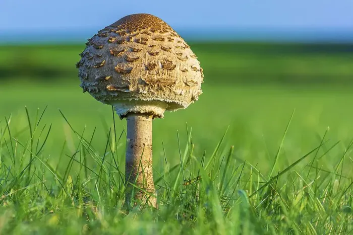 Framed Print : Umbrella mushroom