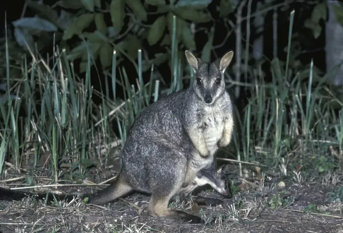 Framed Print : Unadorned Rock-wallaby (Petrogale inornata)