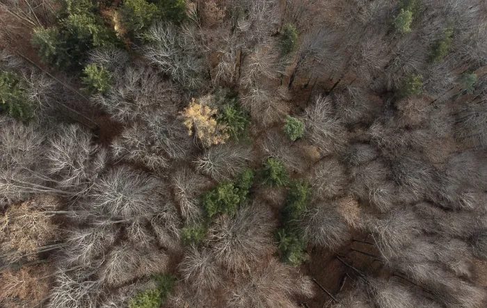 Framed Print : Undecorated mixed beech forest from above