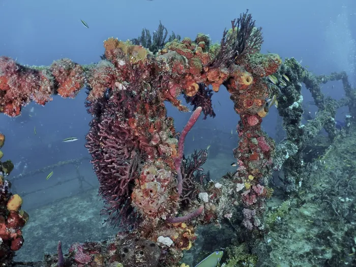 Framed Print : Underwater image of a coral-covered shipwreck