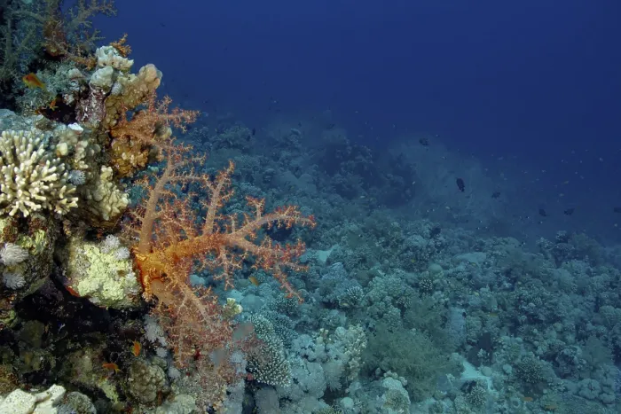 Framed Print : Underwater image showcasing a vibrant coral reef with varied marine life in a deep blue ocean environment