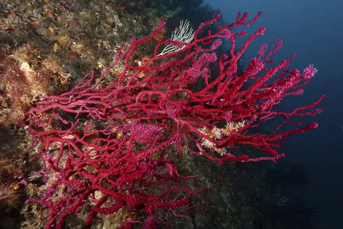 Framed Print : Underwater image shows dense, red coral structures