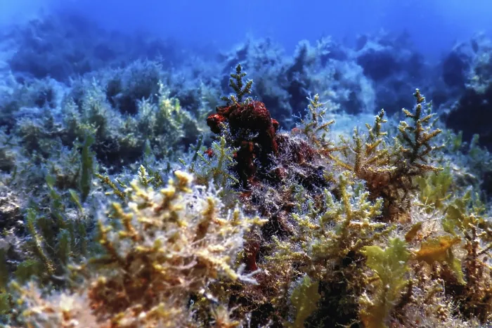 Framed Print : Underwater landscape reef with algae