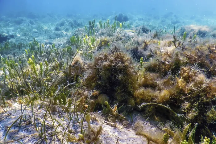 Framed Print : Underwater landscape reef with algae Framed Print : Underwater landscape reef with algae