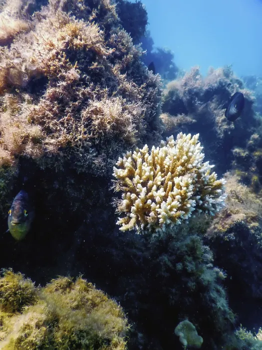 Framed Print : Underwater landscape reef with algae Framed Print : Underwater landscape reef with algae