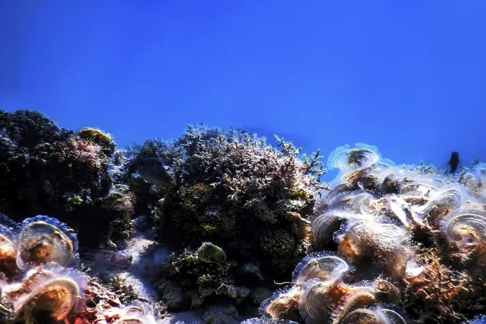 Framed Print : Underwater landscape reef with algae Framed Print : Underwater landscape reef with algae