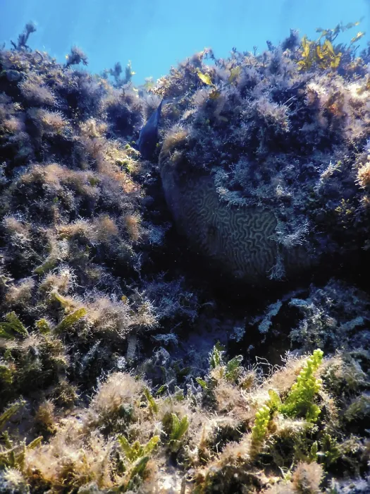 Framed Print : Underwater landscape reef with algae Framed Print : Underwater landscape reef with algae