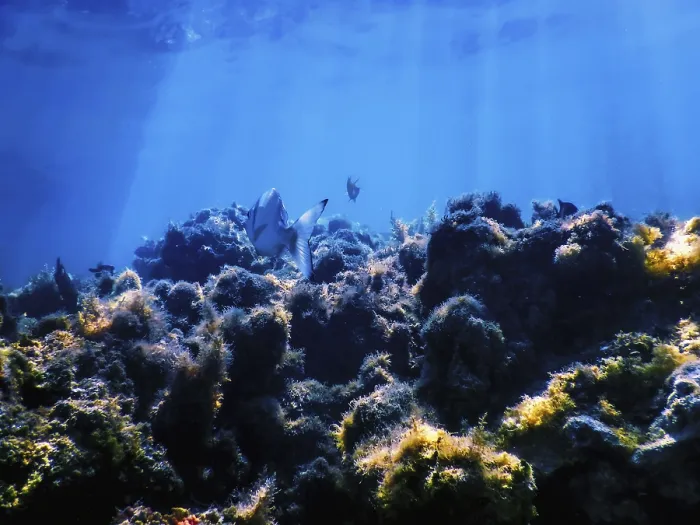 Framed Print : Underwater landscape reef with algae
