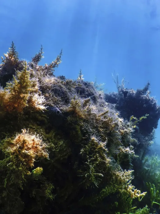 Framed Print : Underwater landscape reef with algae