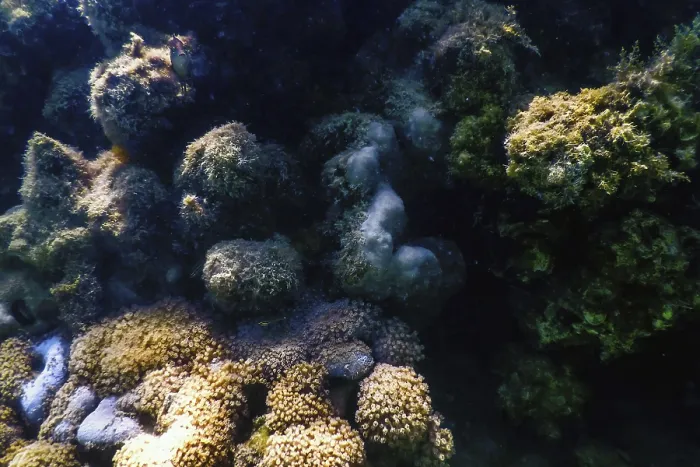 Framed Print : Underwater landscape reef with algae