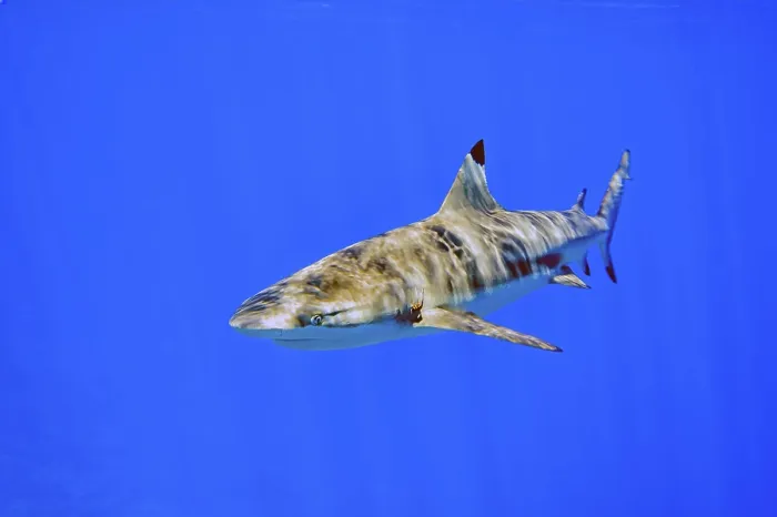 Framed Print : Underwater photo of blacktip reef shark (Carcharhinus melanopterus) Framed Print : Underwater photo of blacktip reef shark (Carcharhinus melanopterus)