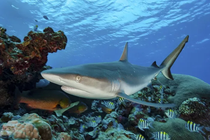 Framed Print : Underwater photo close-up of Grey reef shark (Carcharhinus amblyrhynchos) Framed Print : Underwater photo close-up of Grey reef shark (Carcharhinus amblyrhynchos)