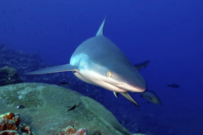 Framed Print : Underwater photo close-up of Grey reef shark (Carcharhinus amblyrhynchos)