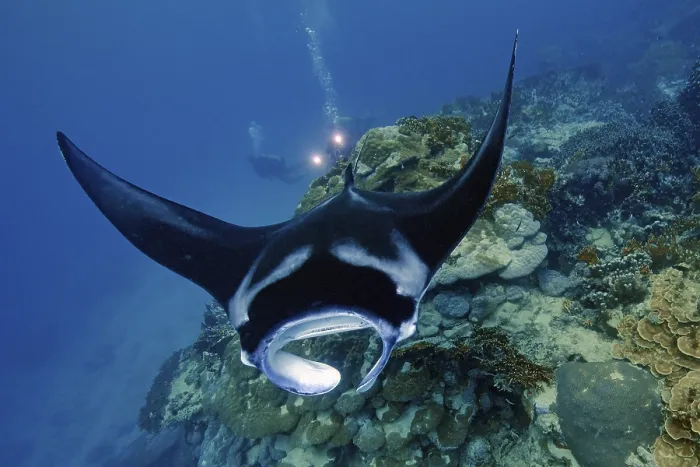 Framed Print : Underwater photo of coastal reef manta ray (Mobula alfredi)