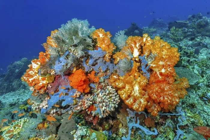 Framed Print : Underwater photo of colourful overgrown coral block with soft corals (Dendronephthya) and hard corals (Scleractinia)