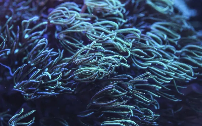 Framed Print : Underwater photo - coral with tentacles emitting blue under UV light