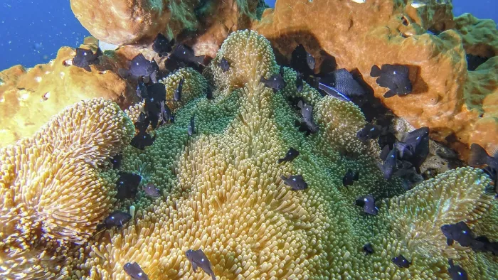 Framed Print : Underwater photo of corals and numerous small black fish Framed Print : Underwater photo of corals and numerous small black fish
