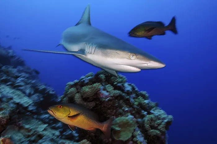 Framed Print : Underwater photo of Grey reef shark (Carcharhinus amblyrhynchos)