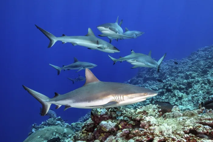 Framed Print : Underwater photo of group of small pack of Grey reef sharks (Carcharhinus amblyrhynchos)