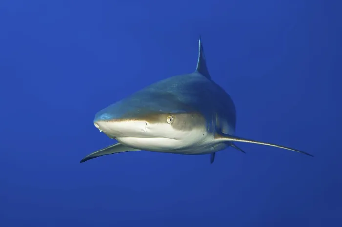 Framed Print : Underwater photo of large blacktip reef shark (Carcharhinus melanopterus)