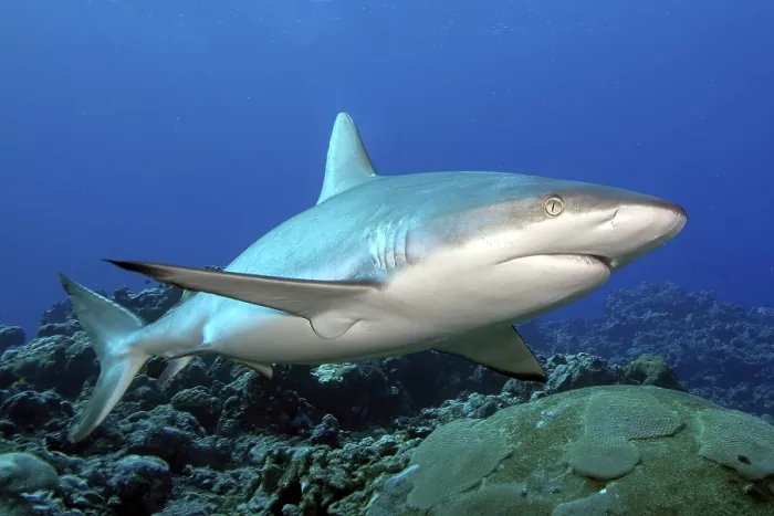 Framed Print : Underwater photo of large specimen of great Grey reef shark (Carcharhinus amblyrhynchos) Framed Print : Underwater photo of large specimen of great Grey reef shark (Carcharhinus amblyrhynchos)