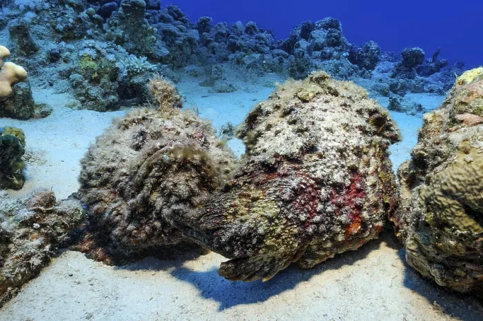 Framed Print : Underwater photo of mimesis of two stonefish (Synanceia verrucosa)