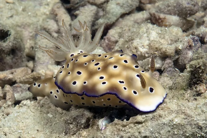 Framed Print : Underwater photo of nudibranch (Risbecia tryoni) protecting juvenile under its own body