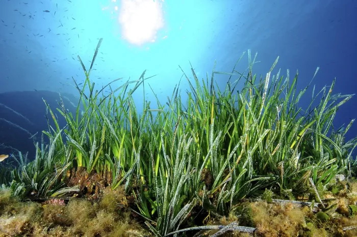 Framed Print : Underwater photo Partial view of seagrass meadow of Neptune grass (Posidonia oceanica)